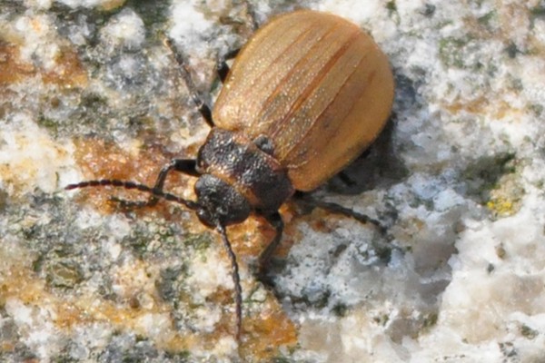 Galeruca pomonae