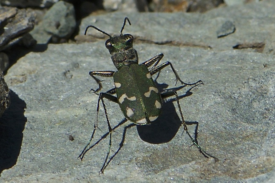 Gallischer Sandlaufkäfer