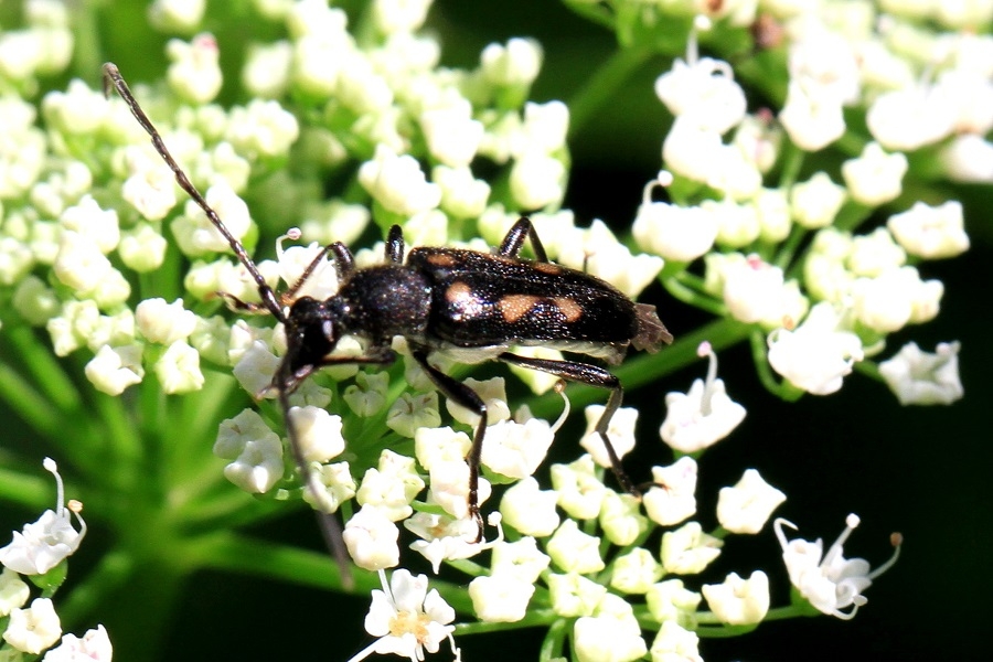 Gefleckter Halsbock