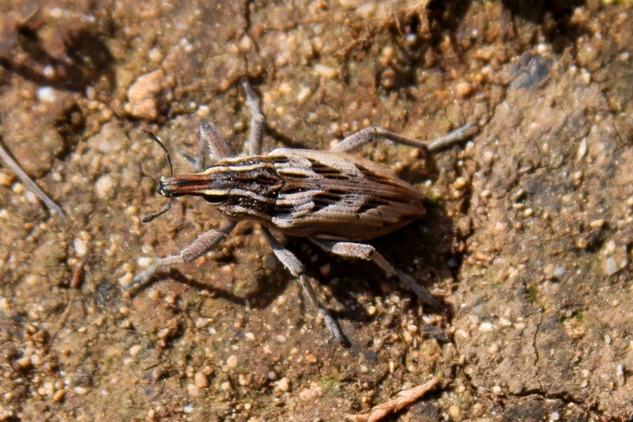 Gefurchter Steppenrüssler