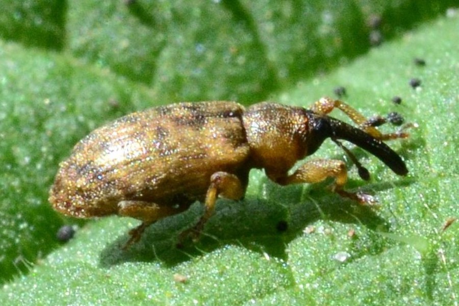 Gefleckter Weiden-Kätzchenrüssler