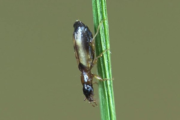 Gefleckter Zwergrindenläufer