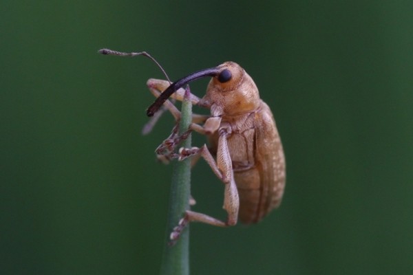 Gelbschuppiger Kätzchenrüssler