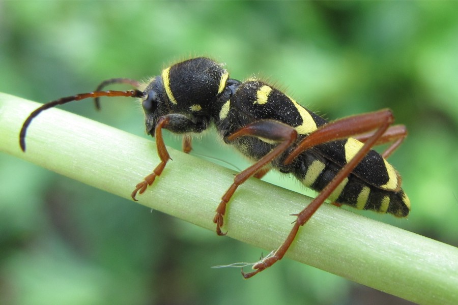 Gemeiner Widderbock