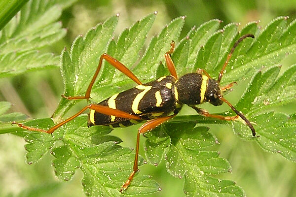 Gemeiner Widderbock