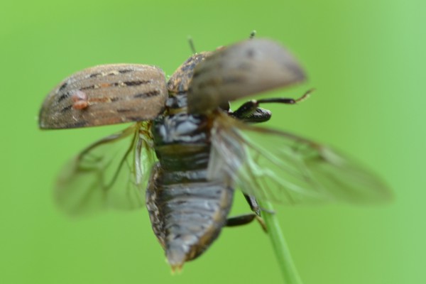 Gemeiner Pillenkäfer