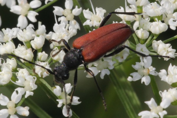 Schwarzgesaumter Schmalbock