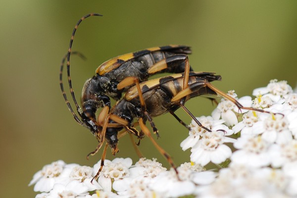 Gefleckter Schmalbock