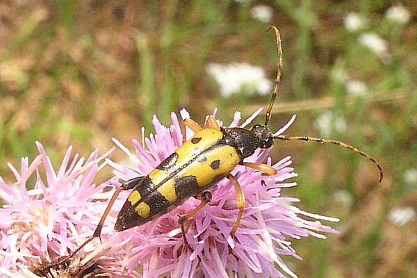 Gefleckter Schmalbock