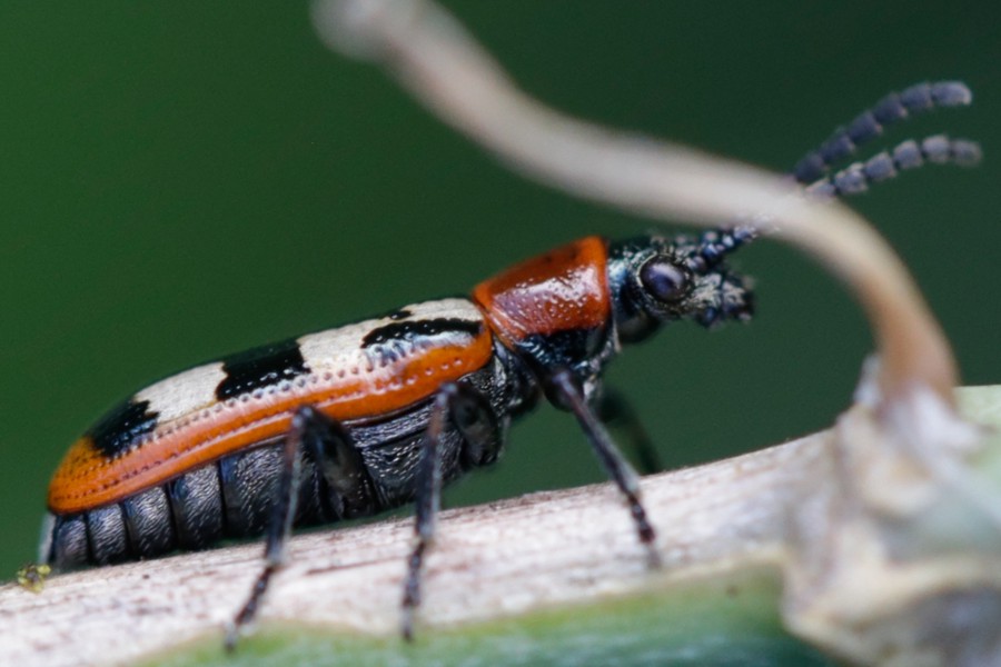 Gemeines Spargelhähnchen