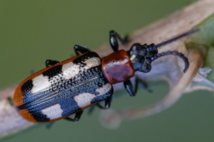 Gemeines Spargelhähnchen