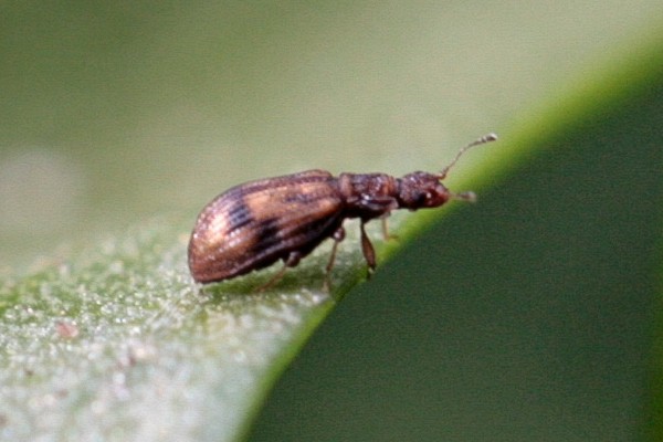 Gestreifter Schimmelkäfer