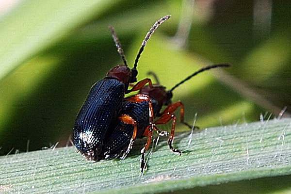 Rothalsiges Getreidehähnchen