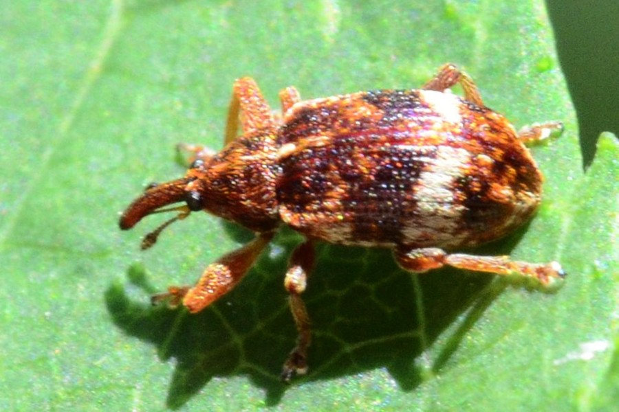 Gewöhnlicher Weißdorn-Blütenstecher