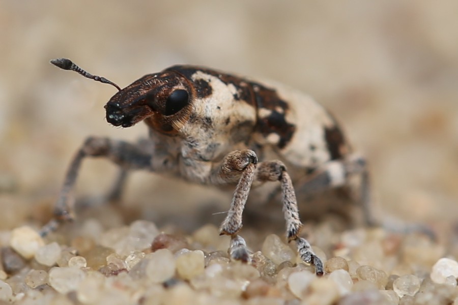 Gewöhnlicher Steppenrüssler