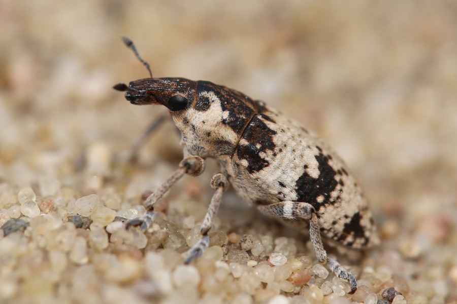 Gewöhnlicher Steppenrüssler
