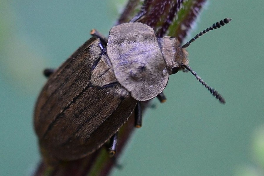 Goldfarbener Rübenaaskäfer