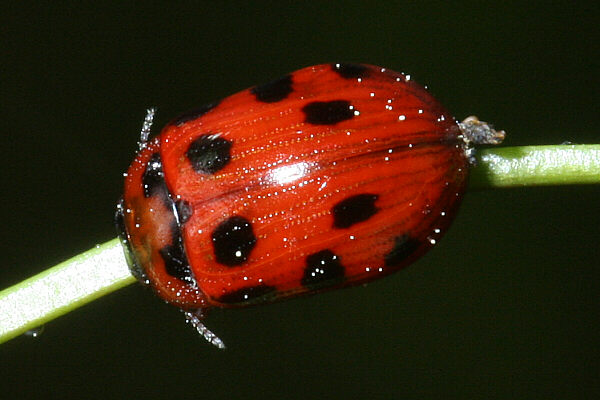 Gonioctena decemnotata