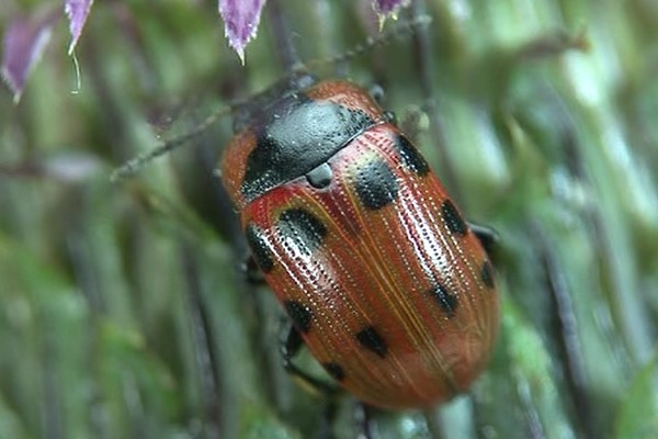 Gonioctena linnaeanus