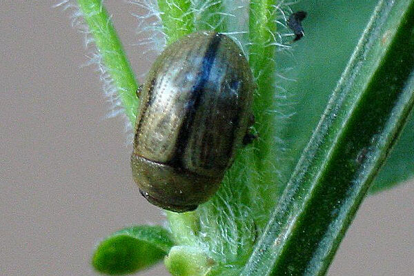 Gonioctena olivacea