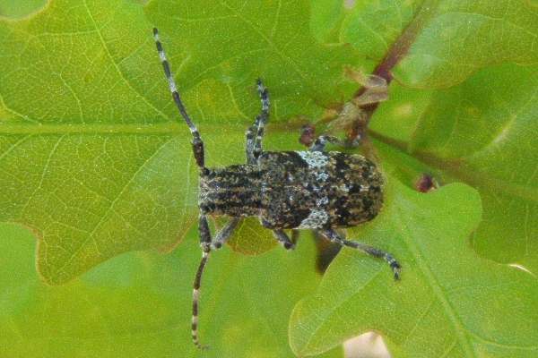 Graubindiger Augenfleckbock