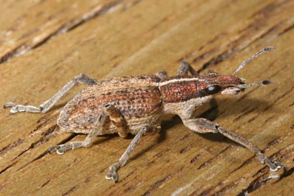 Großer Lupinenblattrandkäfer