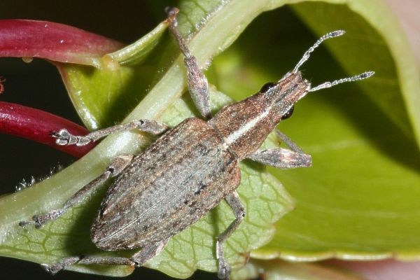 Großer Lupinenblattrandkäfer