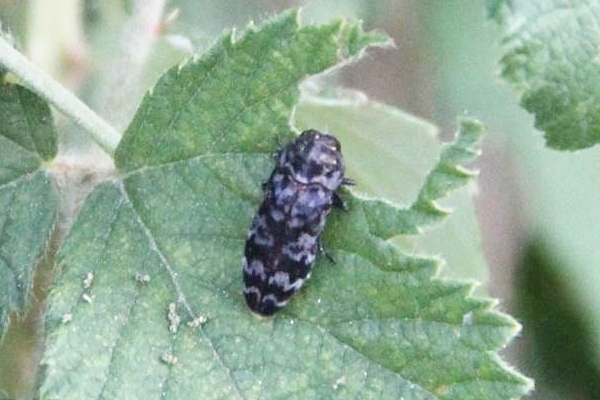 Großer Brombeer-Prachtkäfer