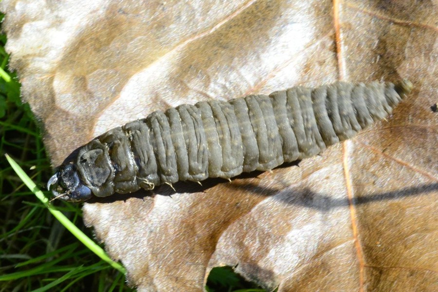 Großer Kolbenwasserkäfer