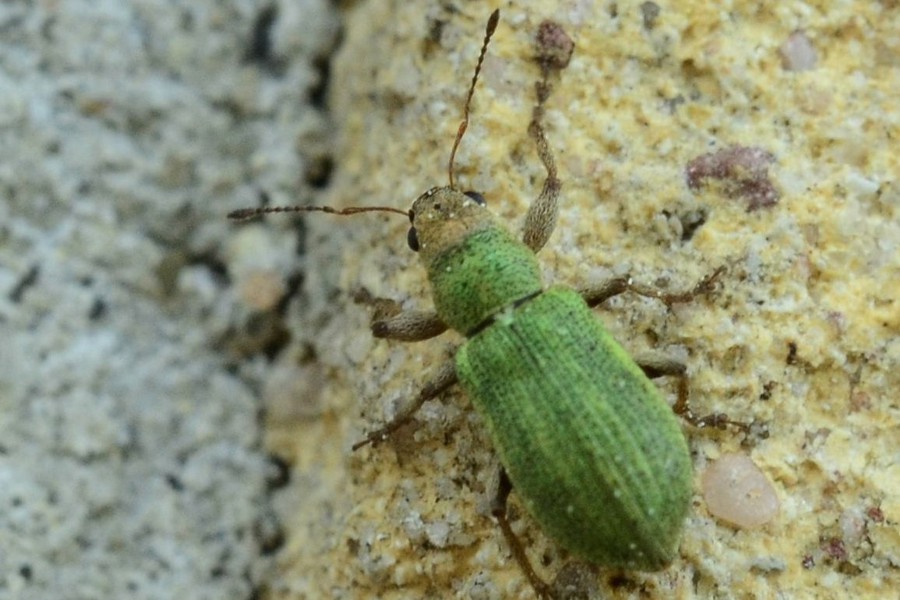 Grüner Zypressenrüssler