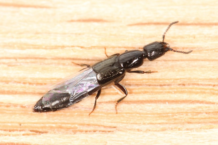 Gyrohypnus fracticornis