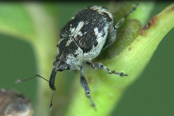 Hadroplontus litura