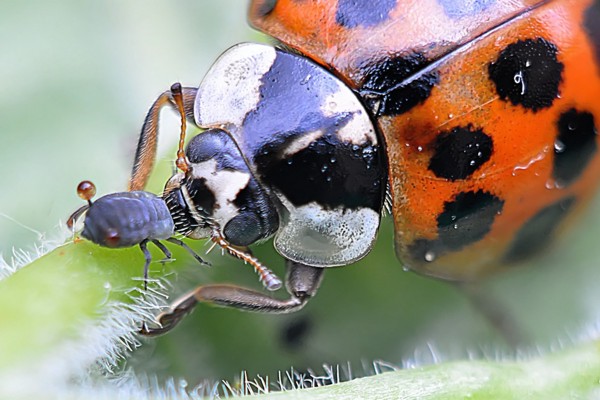 Asiatischer Marienkäfer