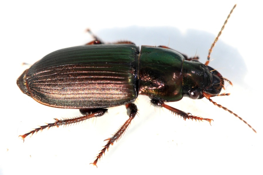 Harpalus distinguendus