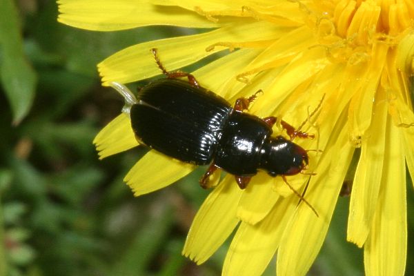 Harpalus rubripes