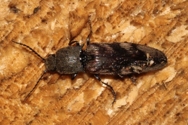 Harminius undulatus