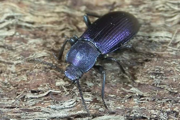 Helops coeruleus