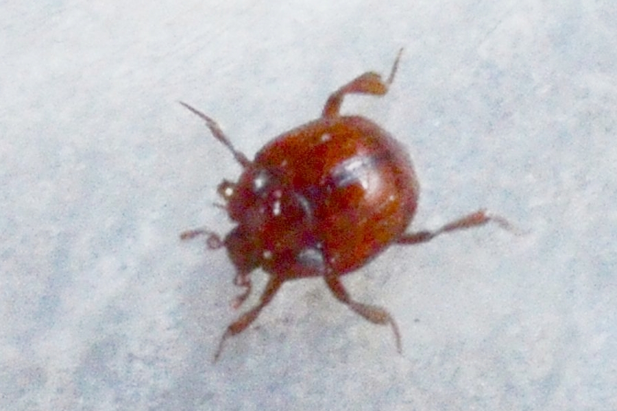 Hetaerius ferrugineus