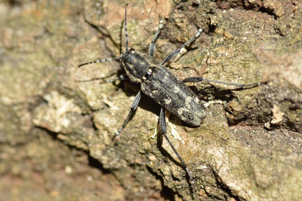 Dunkler Holzklafterbock