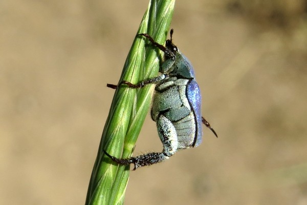 Hoplia coerulea