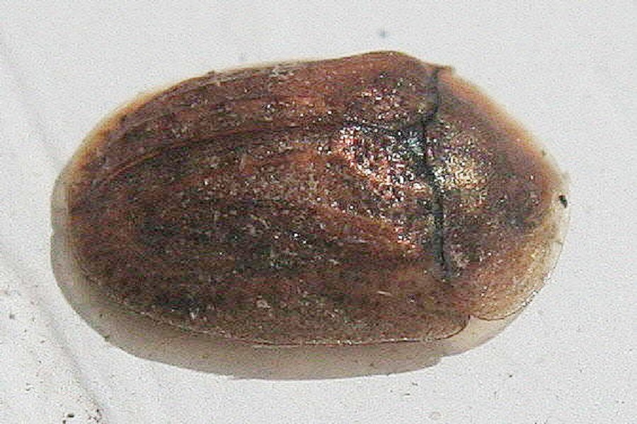 Hypocassida subferruginea