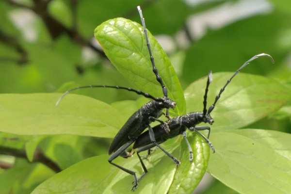 Kleiner Eichenbock