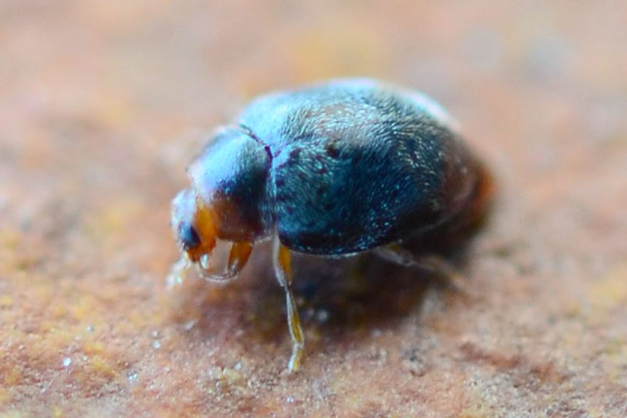 Kleiner Rotleibiger Zwergmarienkäfer