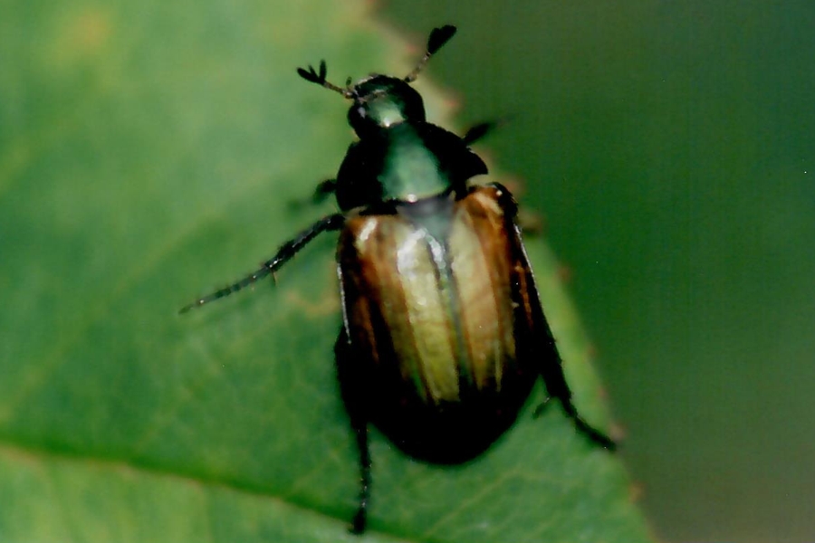 Kleiner Julikäfer