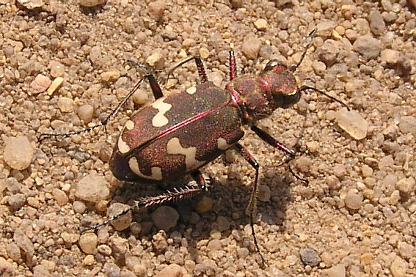 Kupferbrauner Sandlaufkäfer