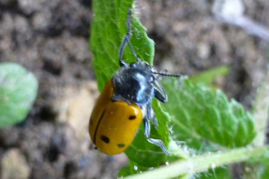 Lachnaia sexpunctata