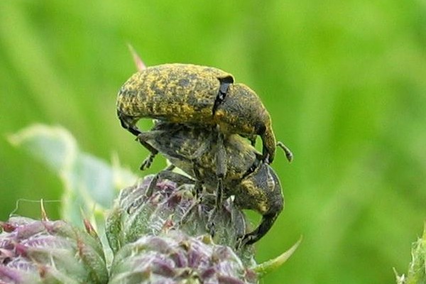 Larinus planus