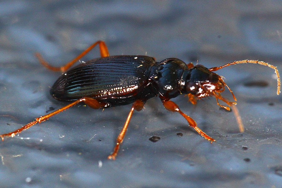 Leistus fulvibarbis