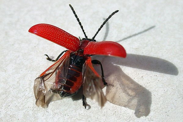 Lilienhähnchen