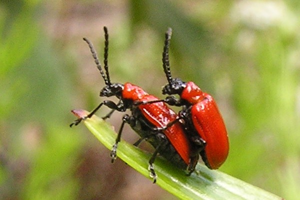 Lilienhähnchen